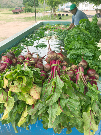 verduras frescas