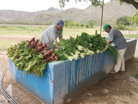 verduras frescas