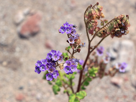 Phacelia scariosa