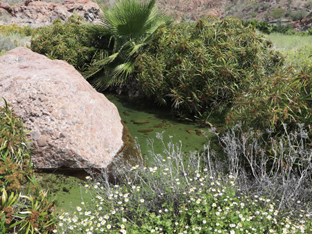 natural pool