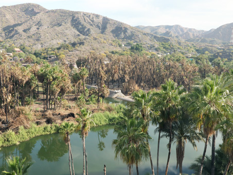 Dam and burned palms