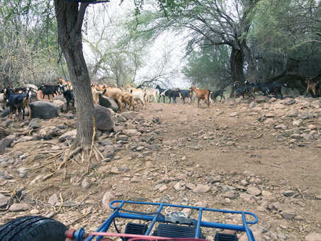 goats near ranch