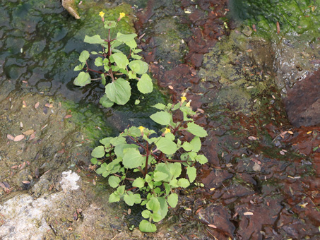 Erythranthe brevinasuta