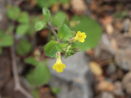 Short-tooth Monkey flower