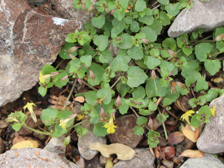 Tooth-petal  Monkey flower