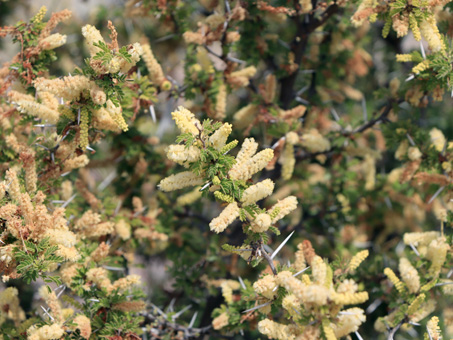 Brandegee Acacia