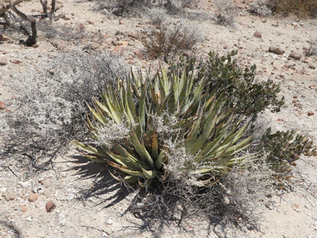 Una colonia de Maguey