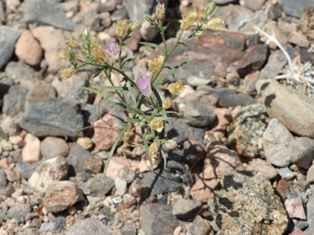 Palmer Bryantiella leaves, flower, and dry capsules