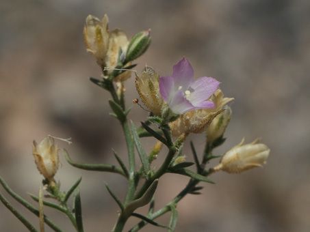 Palmer Bryantiella flower and dry fruit capsule