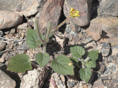 las flores y fruto de Heart-leaf Suncup