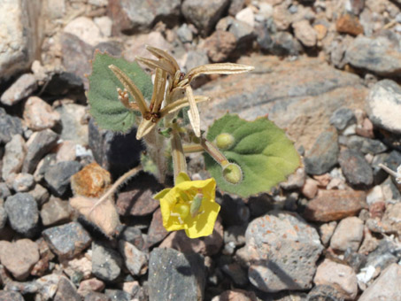 Heart-leaf sun cup flower and fruit