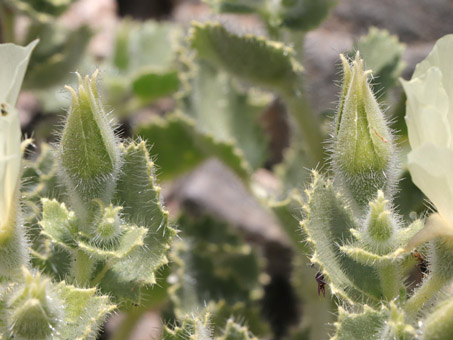 Flower buds and leavesDesert Rock-Nettle