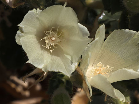 Primer plano de la flor de una Pega Pega