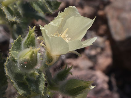 Primer plano de la flor de una Pega Pega