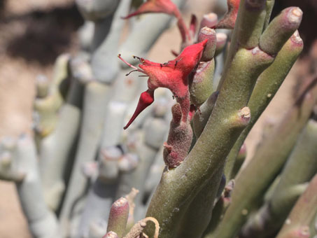 Flowers and buds of Slipper Plant.