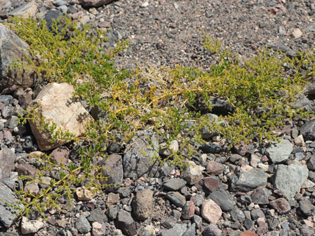 prostrate Sticky Fagonia plants 