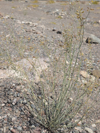 Gulf Rush-Pea plant