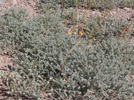 Narrow-Leaf Cryptantha cover the ground densely