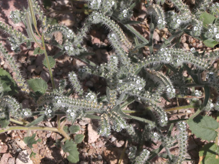 Primer plano de las flores de nievitas