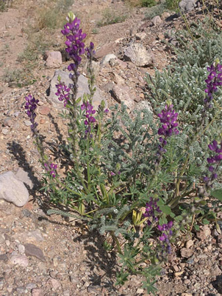 Narrow-Leaf Cryptanthas and Arizona lupines