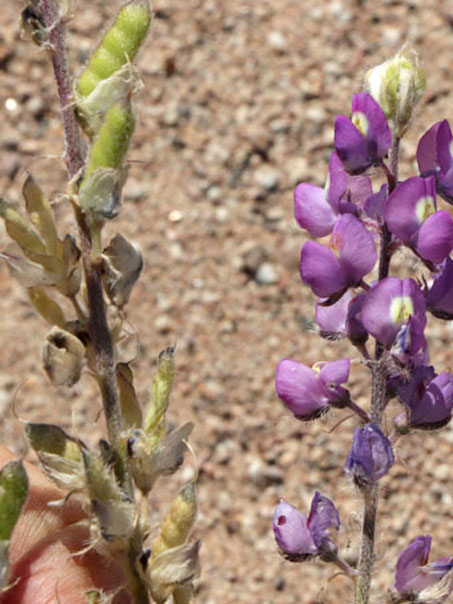 Flores y fruto de Lupino de Arizona