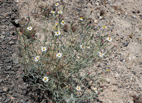 Hierba del Venado en flor