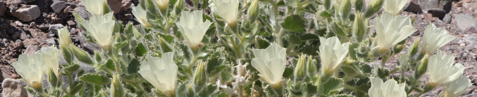 Eucnide urens flowers near Puertecitos