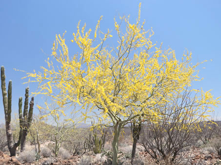 El matorral desértico al sur de Laguna Chapala