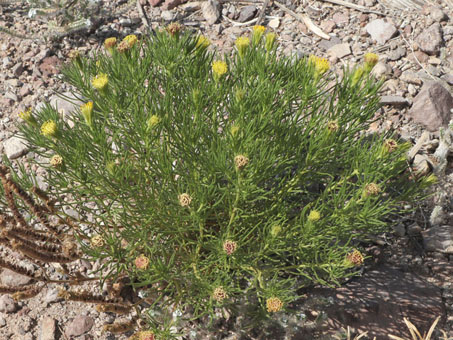 Una planta joven de Romero del Desierto