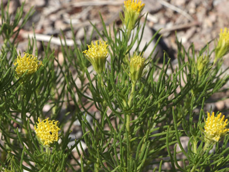 Leaves and flowers of the young plant