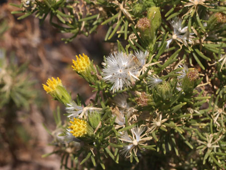 Las hojas, flores y frutos del Romero del Desierto