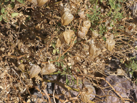 Los sépalos secos que envuelven el fruto de tomatillo