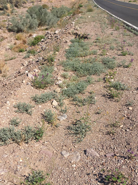 Many plants along the edge of the highway