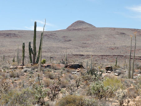 El matorral desértico cerca de Km 249 al sur de Laguna Chapala