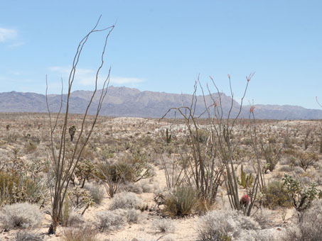 El matorral desértico cerca de Km 249 al sur de Laguna Chapala