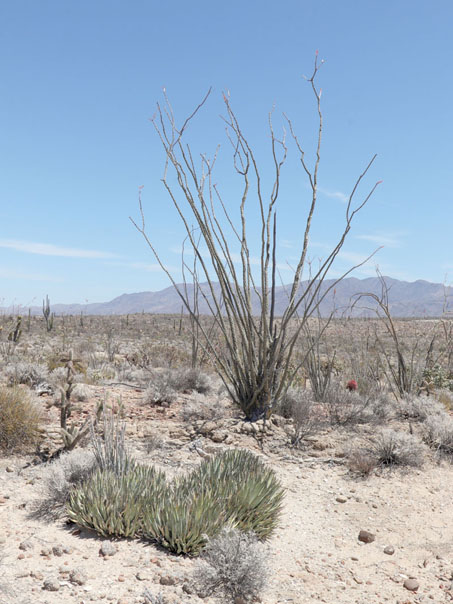 El matorral desértico cerca de Km 249 al sur de Laguna Chapala.