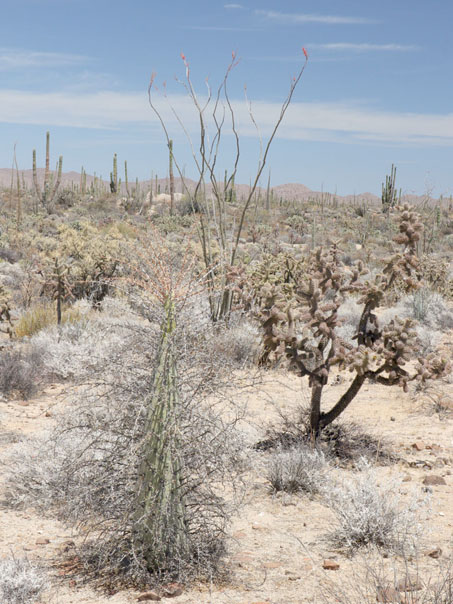 El matorral desértico cerca de Km 249 al sur de Laguna Chapala.