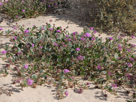 Plantas de Alfombrilla 