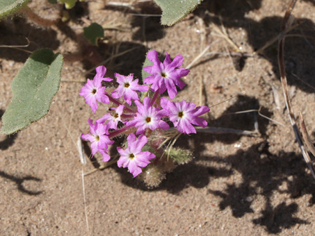 Flores de Alfombrilla