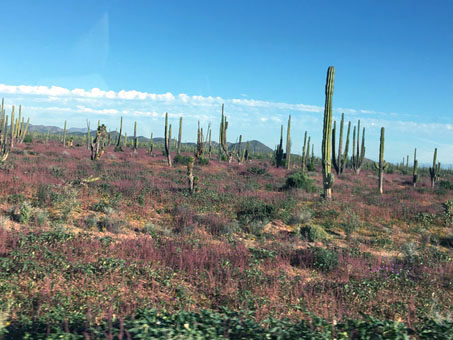 Flores silvestres al norte del crucero a Bahía de los Ángeles