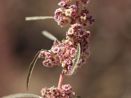 Fringed Amaranth flowers