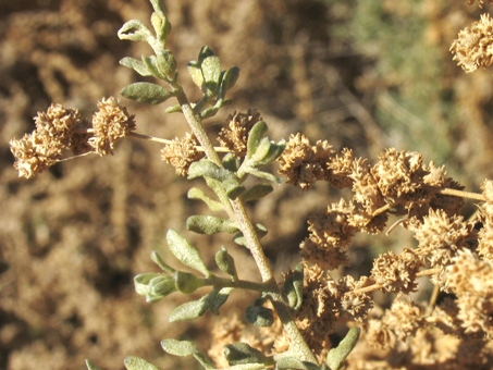 Many-seed saltbush