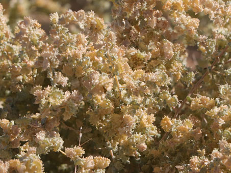 Many-seed saltbush