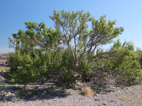 Torote prieto tree