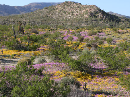 Wildflowers north of turnoff to Bahia de los Angeles