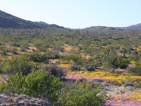 Wildflowers north of turnoff to Bahia de los Angeles