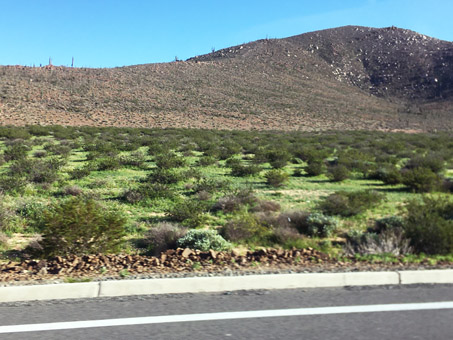 El verdor cerca de Laguna Chapala