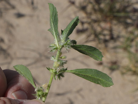 Yuma silverbush flowers