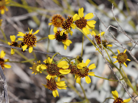 Brittlebush