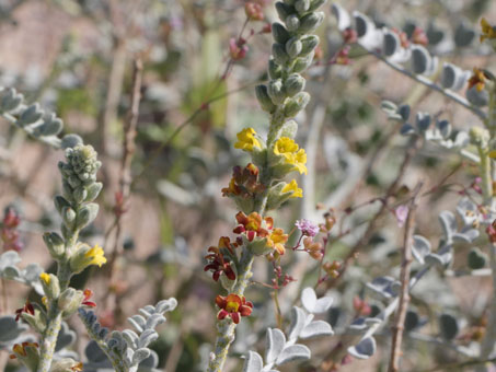 flores de Gulf Dunebroom